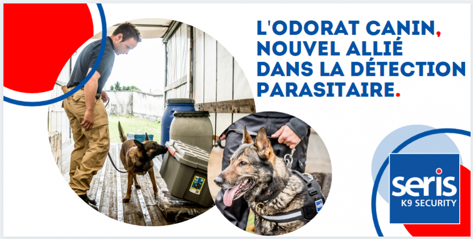 Odorat canin nouvel allié dans la détection parasitaire - punaises de lit