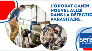 Odorat canin nouvel allié dans la détection parasitaire - punaises de lit